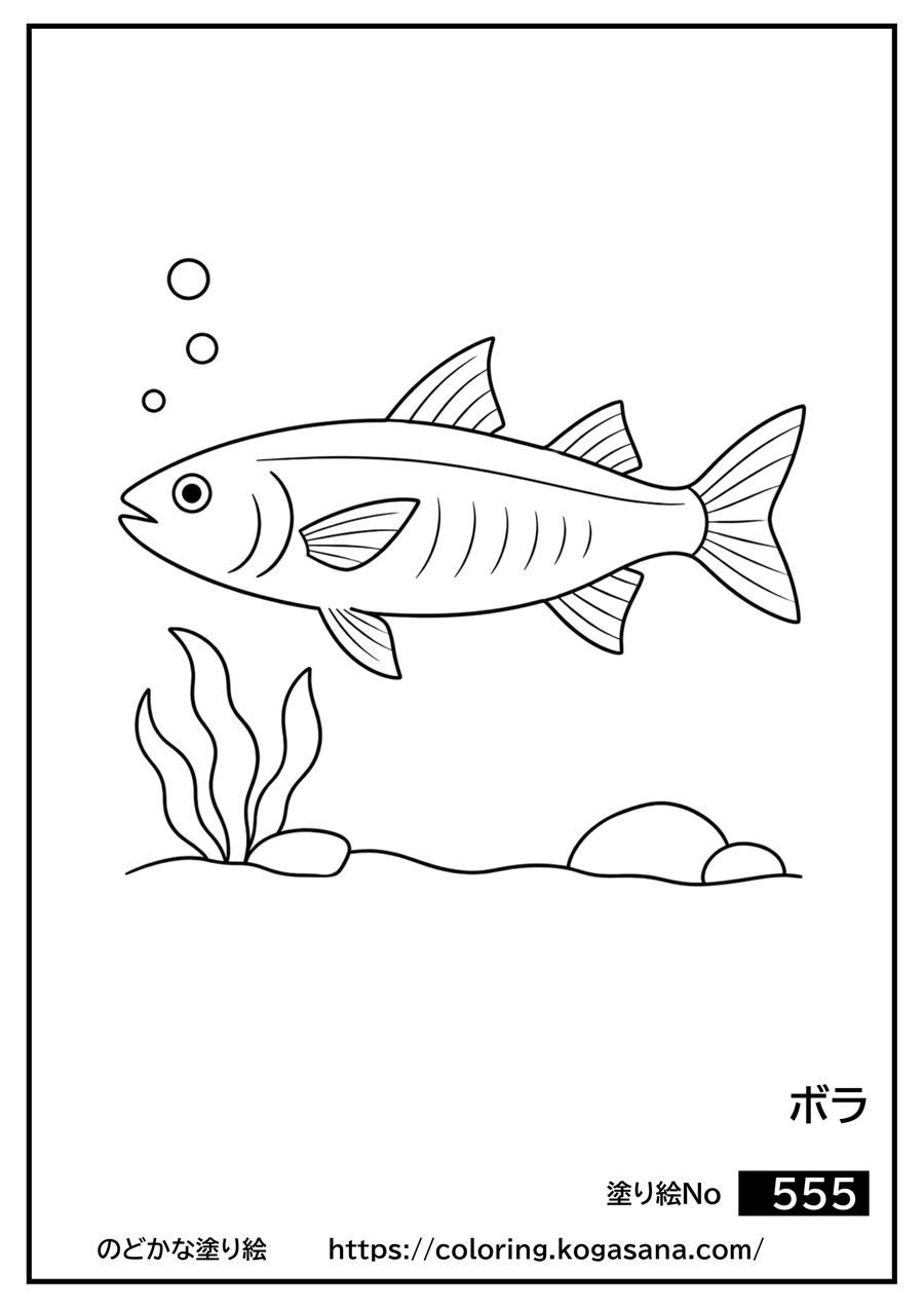 ボラの塗り絵