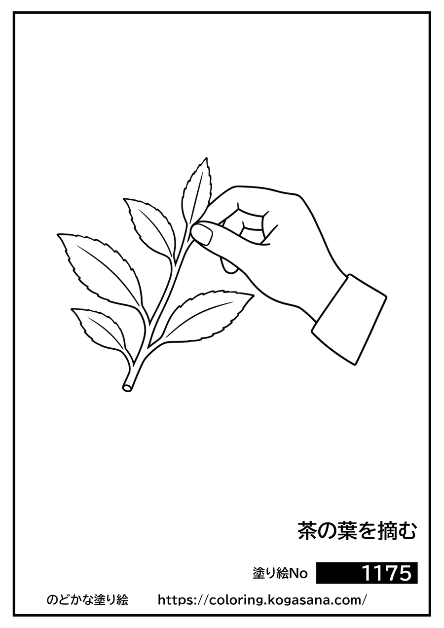 茶の葉を摘むの塗り絵