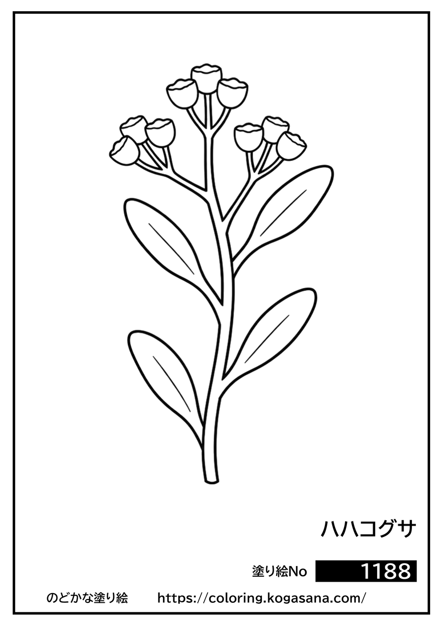 ハハコグサの塗り絵