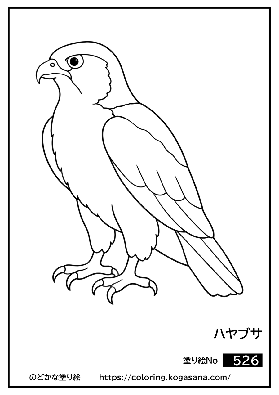 ハヤブサの塗り絵
