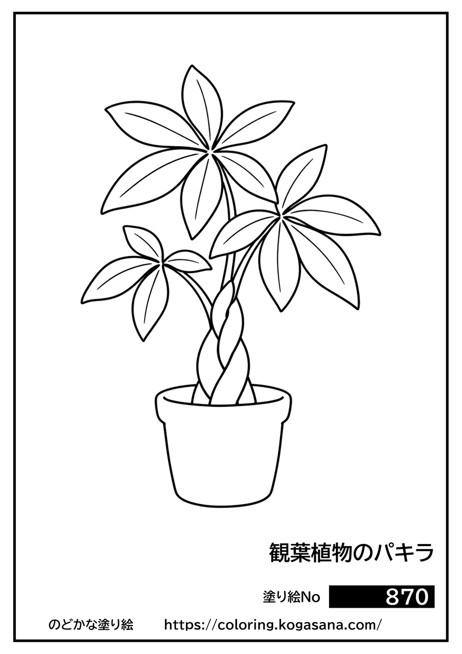 観葉植物のパキラの塗り絵