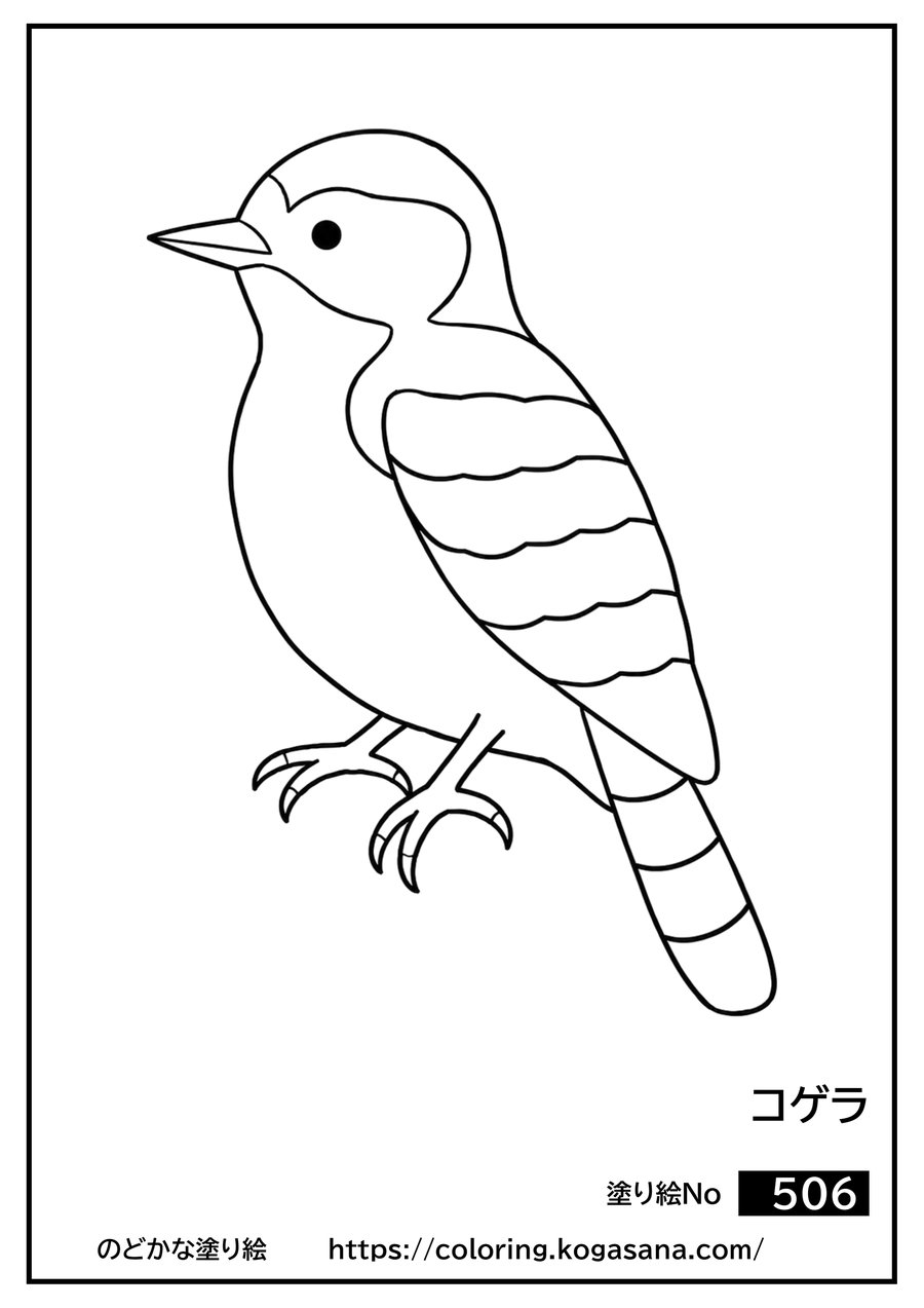コゲラの塗り絵