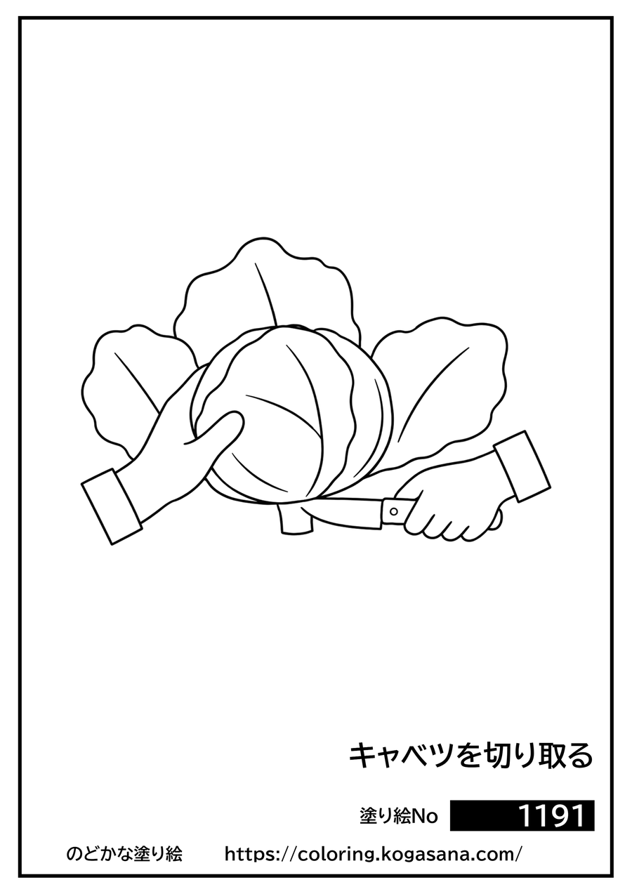 キャベツを切り取るの塗り絵