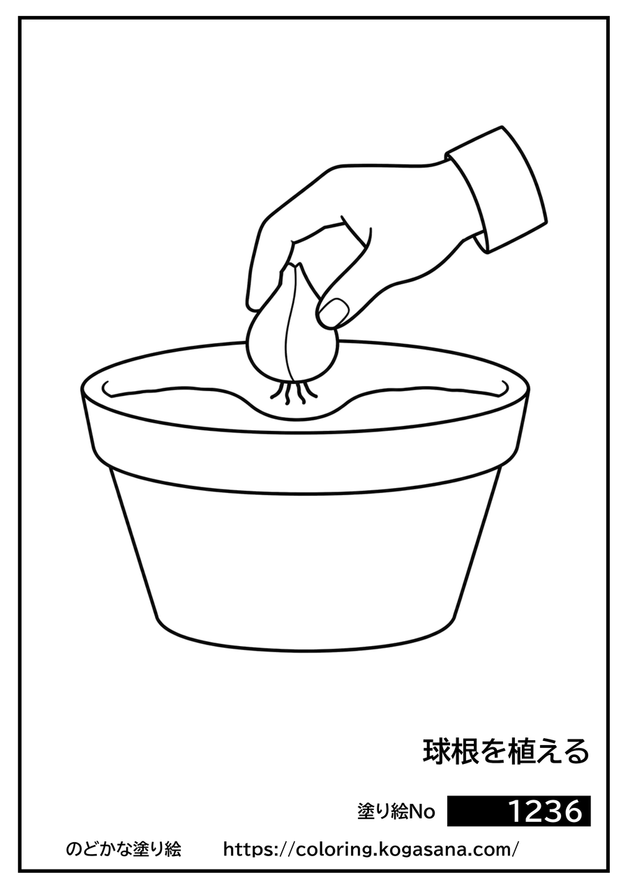 球根を植えるの塗り絵
