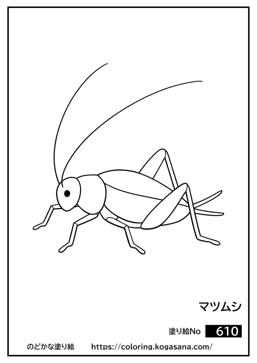 マツムシの塗り絵