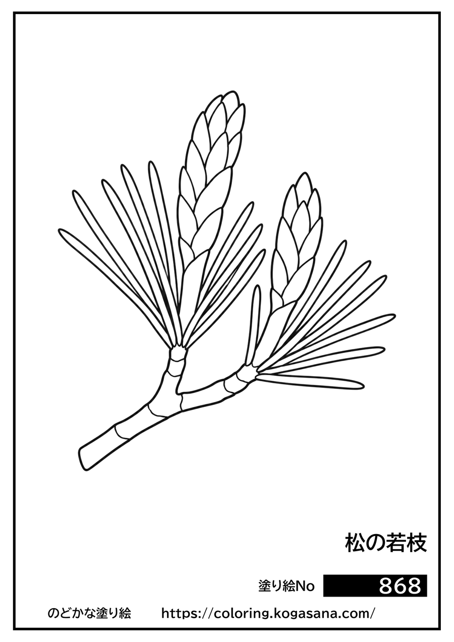 松の若枝の塗り絵