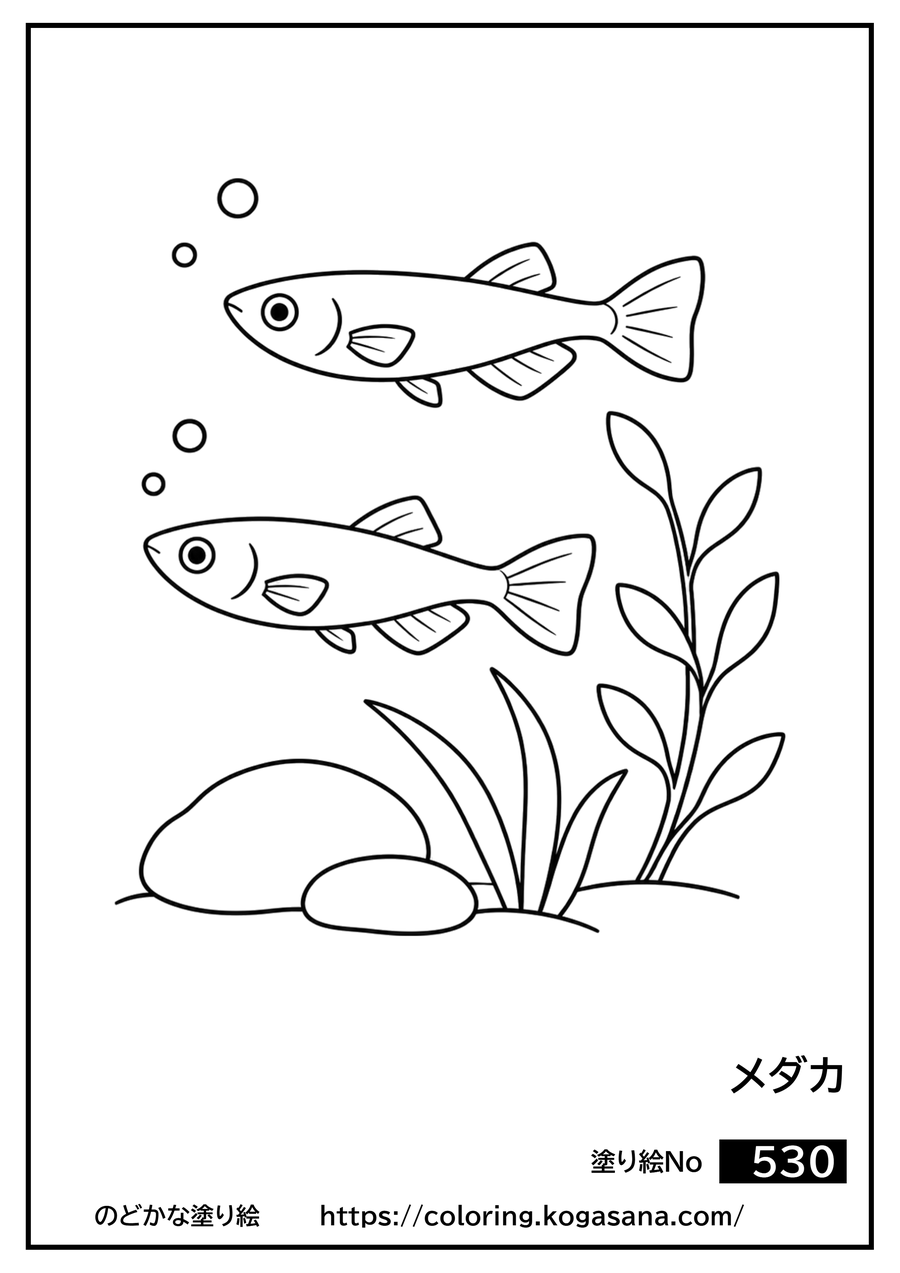 メダカの塗り絵