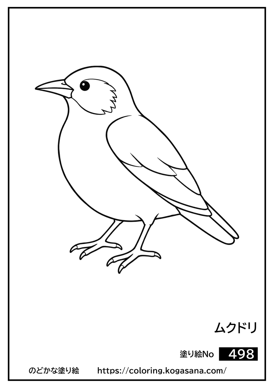 ムクドリの塗り絵