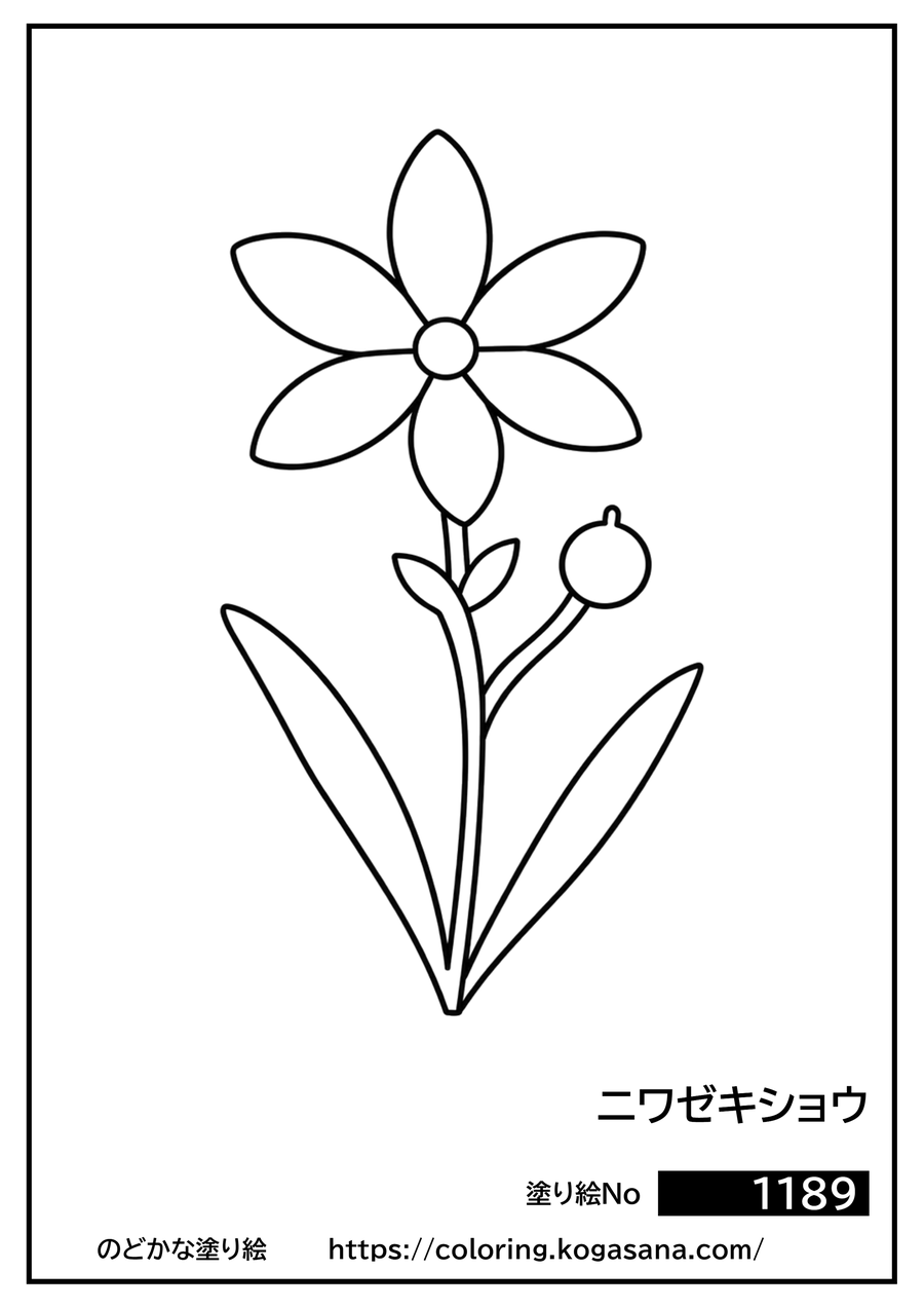 ニワゼキショウの塗り絵