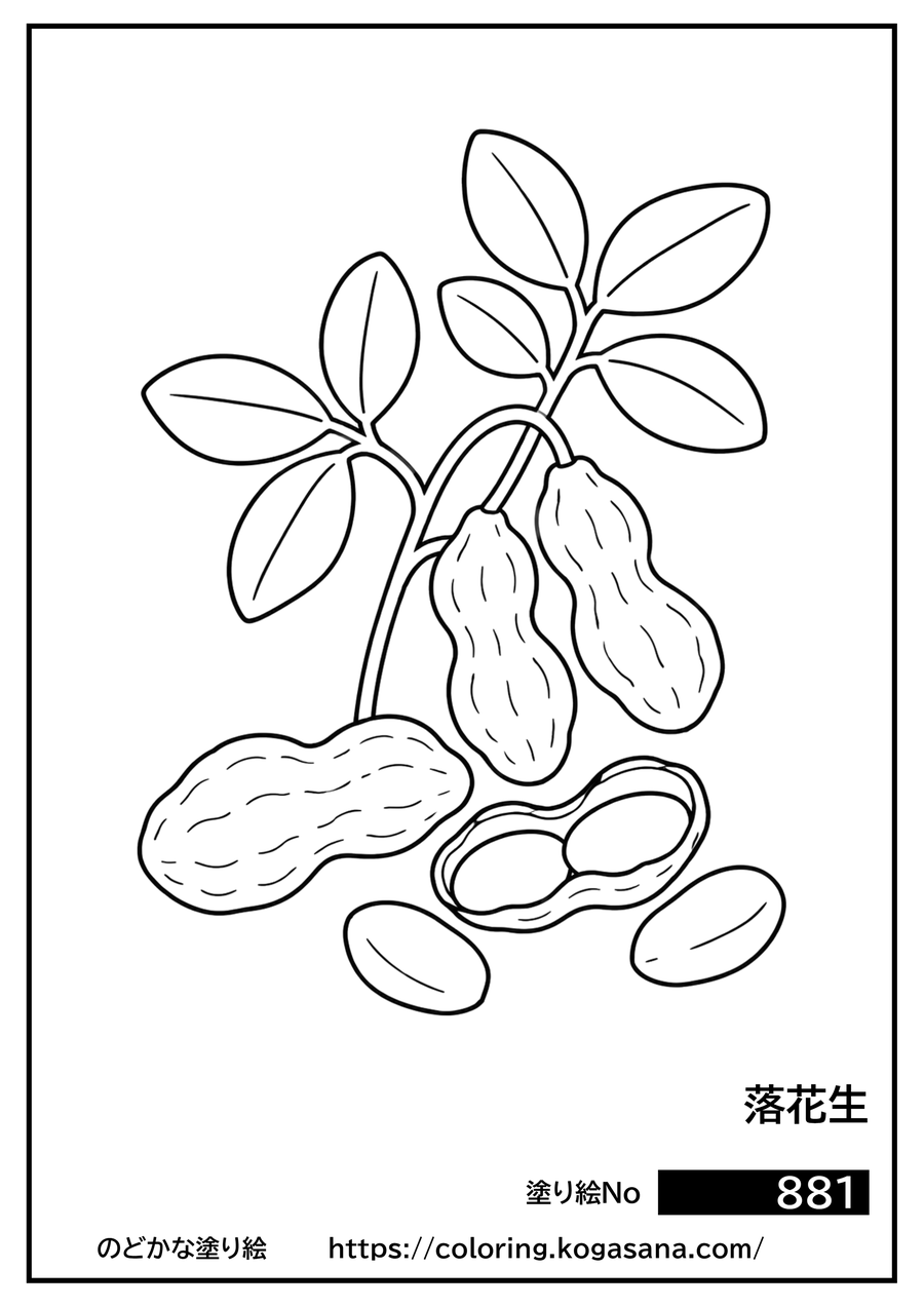 落花生の塗り絵