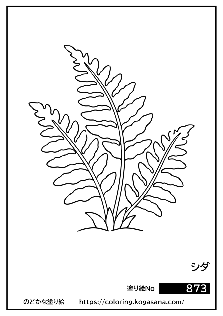 シダの塗り絵