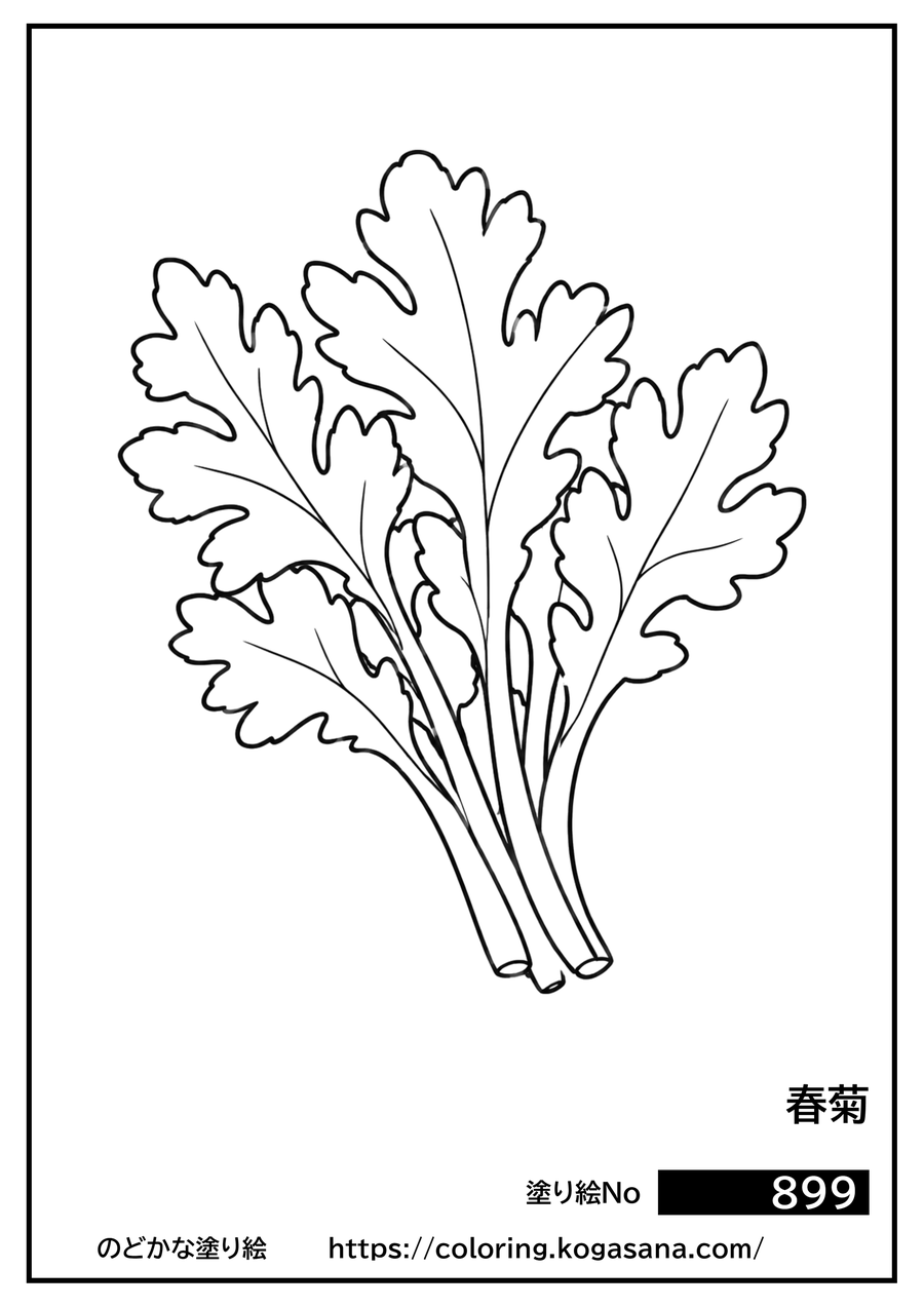 春菊の塗り絵