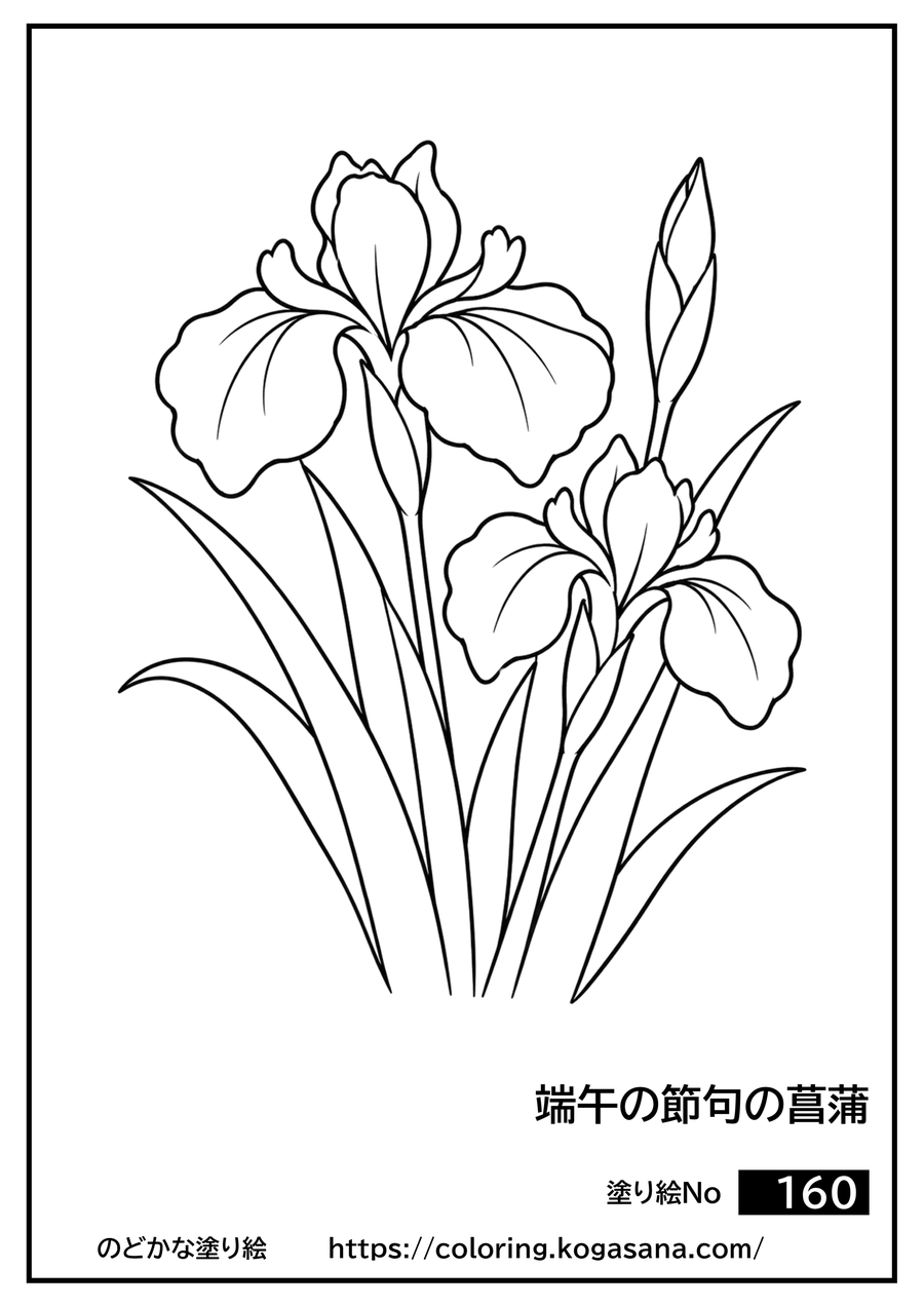 端午の節句の菖蒲の塗り絵
