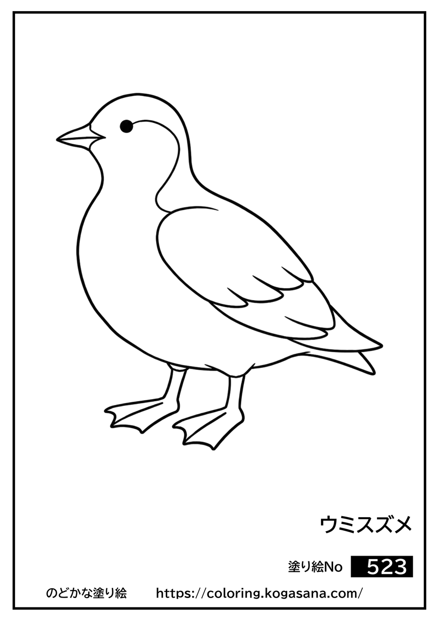 ウミスズメの塗り絵