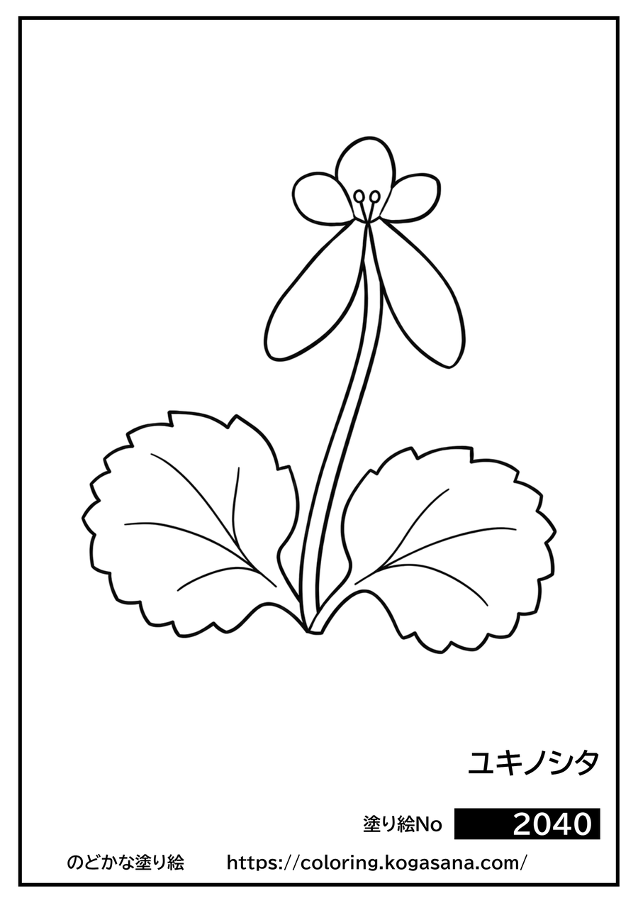 ユキノシタの塗り絵