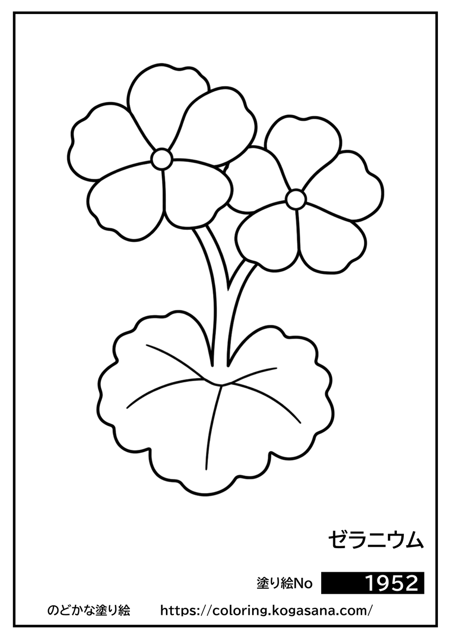 ゼラニウムの塗り絵